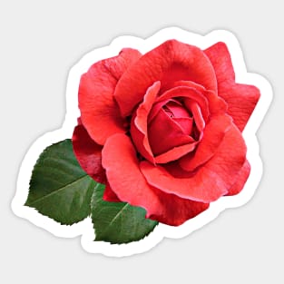 A Red Rose Sticker